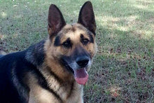 K-9 Tourniquet by TACMED™ $26.05